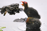 Fulica atra